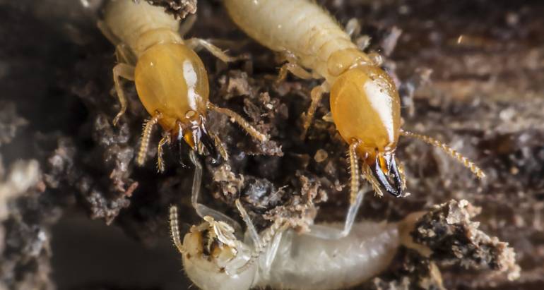 Termites cited as the primary cause of demoliton