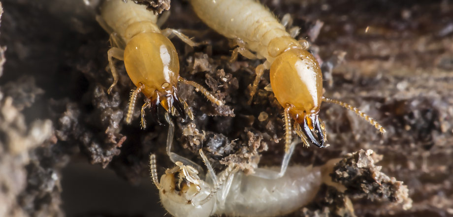 Termites.jpg