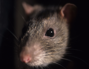 A-Rat-Prohealth-Rodent-Control.png