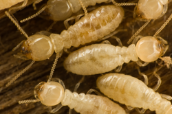 Termite control live termites