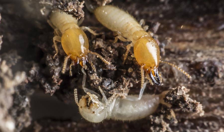 termite-control-img1.jpg