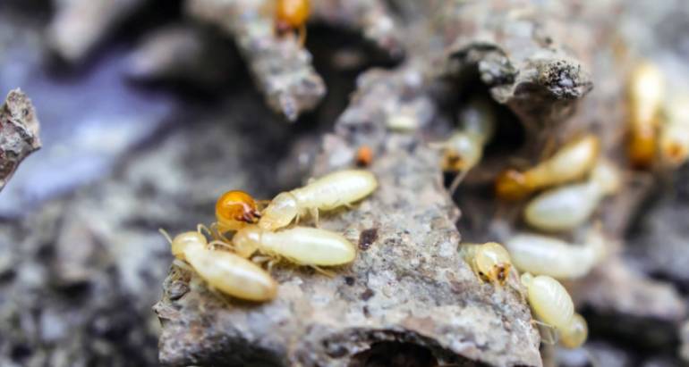 Why Your Home Needs a Termite Inspection
