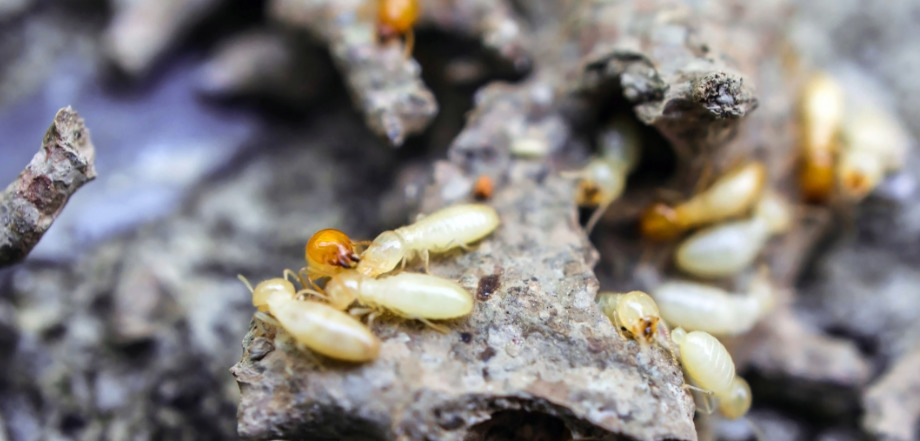 your-home-needs-termite-inspection.jpg