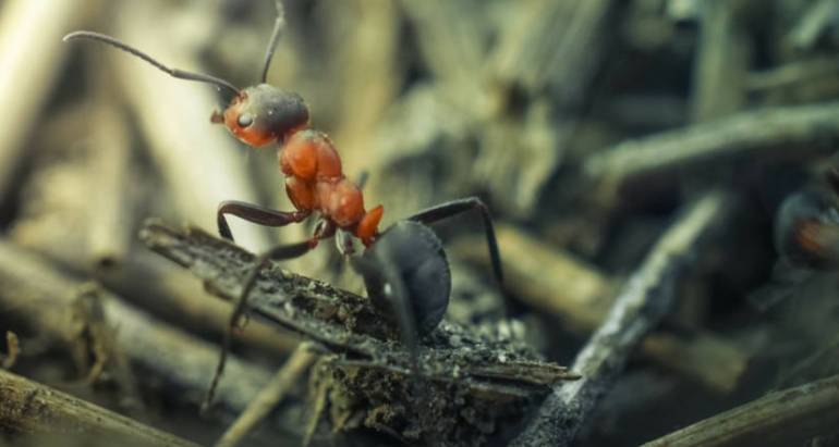 Preventative Fire Ant Control
