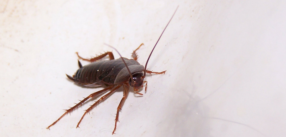 cockroach-pest-control.jpg