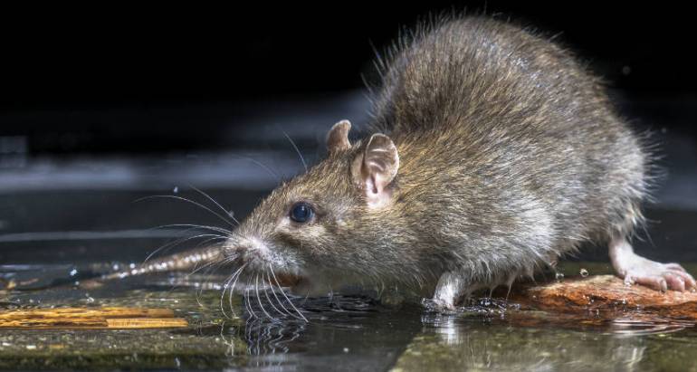 Have Mice Infested Your Home?