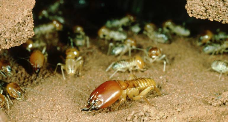 Termite Services for the Summer