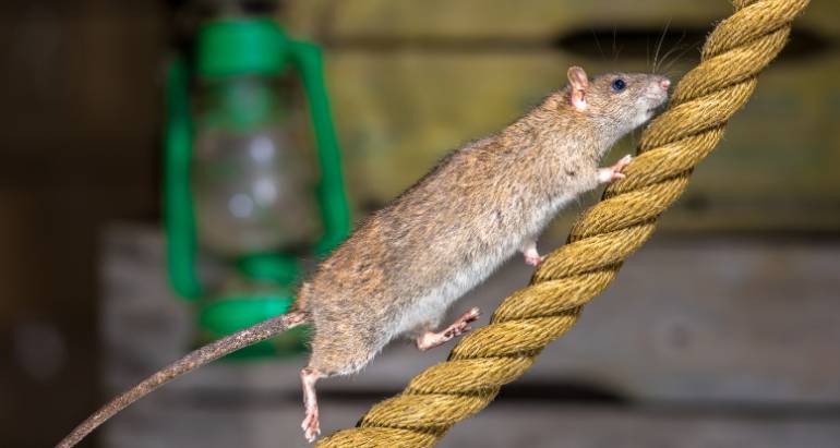 Pest Control Maintenance: How to Best Prevent Medical Issues Caused by Rodents