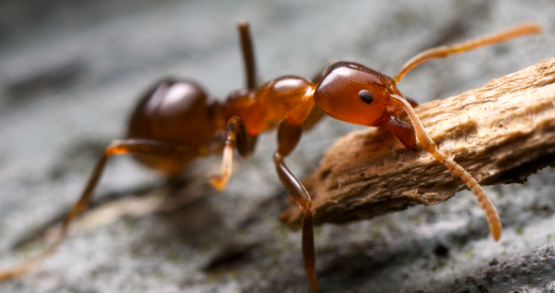 Prevent Ants from Colonizing Your Property