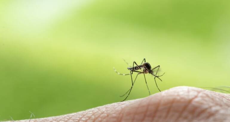 Mosquito Control