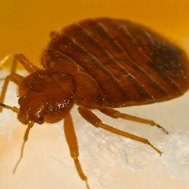 5 Common Bed Bug Bite Symptoms and How to Prevent Bites