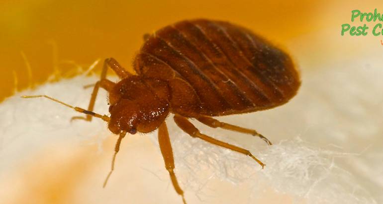 5 Common Bed Bug Bite Symptoms and How to Prevent Bites