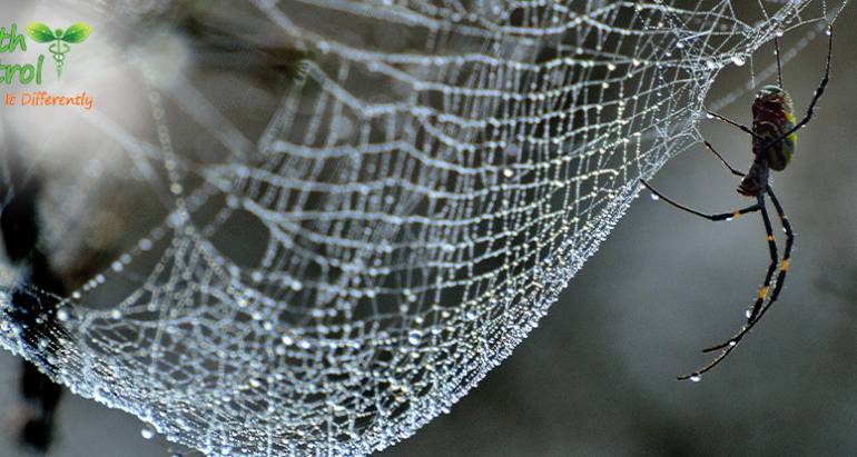 5 Interesting Facts about Spiders and Spider Control