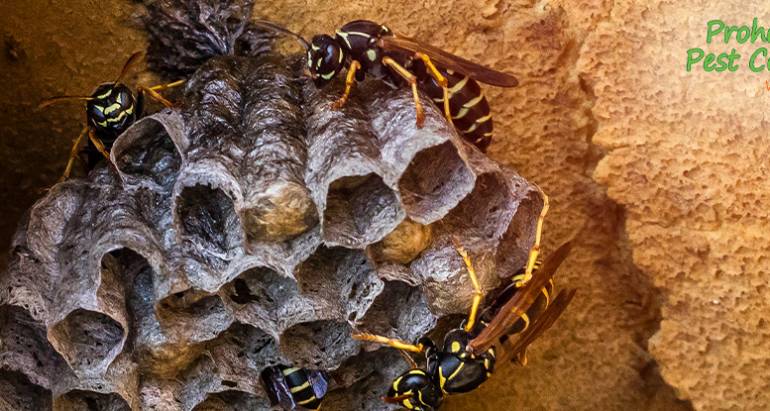 Wasp Control: Are Wasps a Serious Threat to my Property?