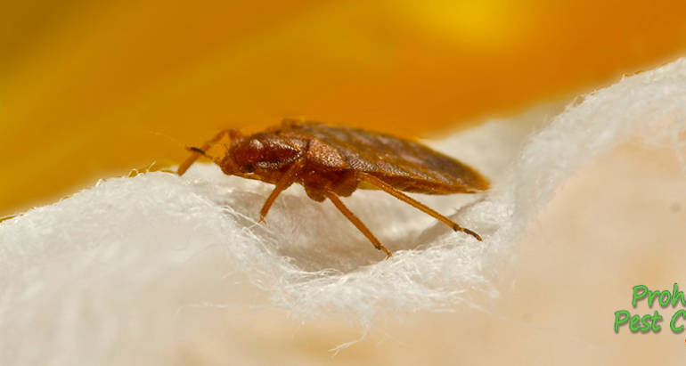 What to do if You Find Bed Bugs in Your Office Building