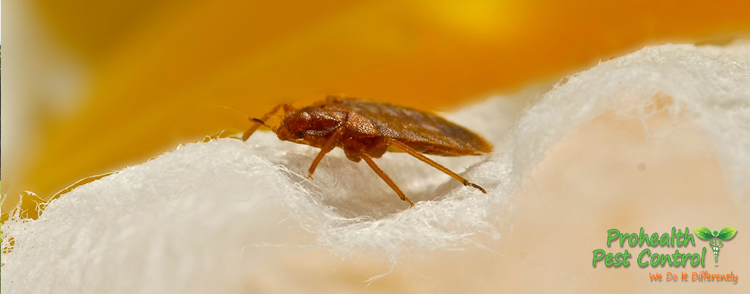 What to do if You Find Bed Bugs in Your Office Building