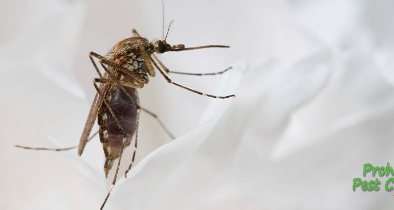 How to Get Rid of Mosquitoes Near Your Office Building