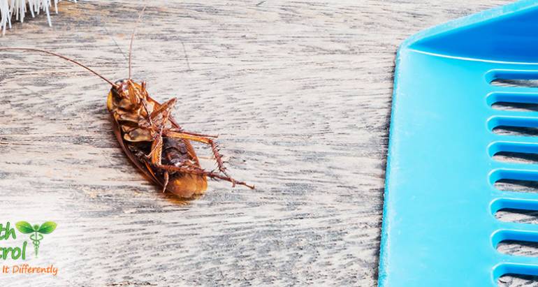 Office Pest Control: Pests You May Find in Your Office Building
