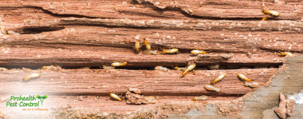 When is Termite Season in Florida
