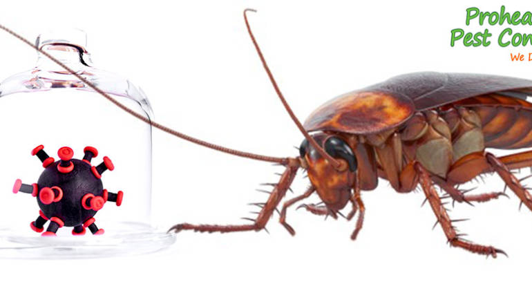 Cockroach Infestation Danger: Do Roaches Carry Disease?