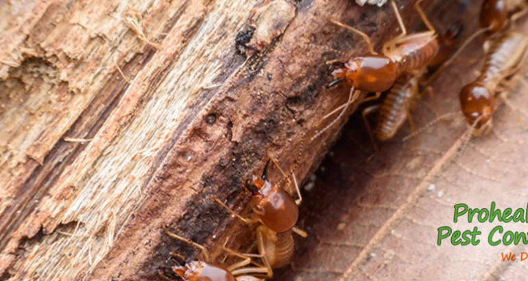 How Often Should You Schedule a Termite Inspection?
