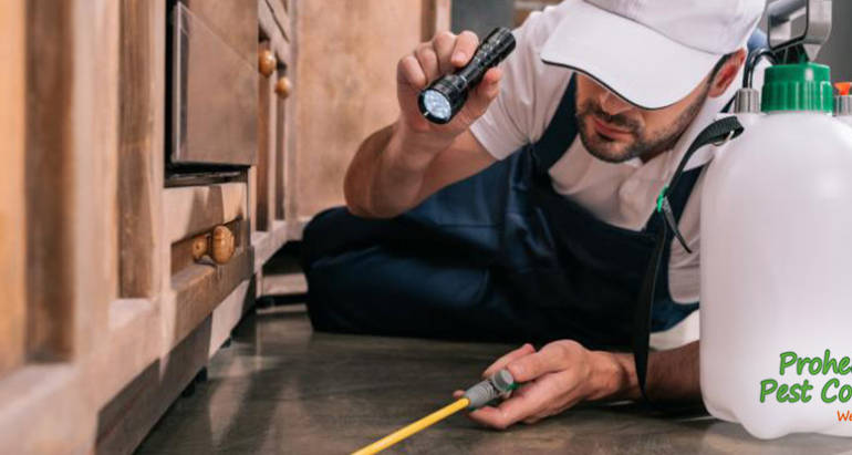 Why You Should Schedule a Pest Control Inspection Before Property Renovations