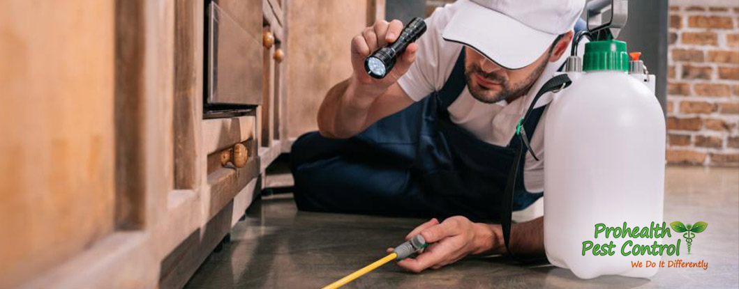 Why You Should Schedule a Pest Control Inspection Before Property Renovations