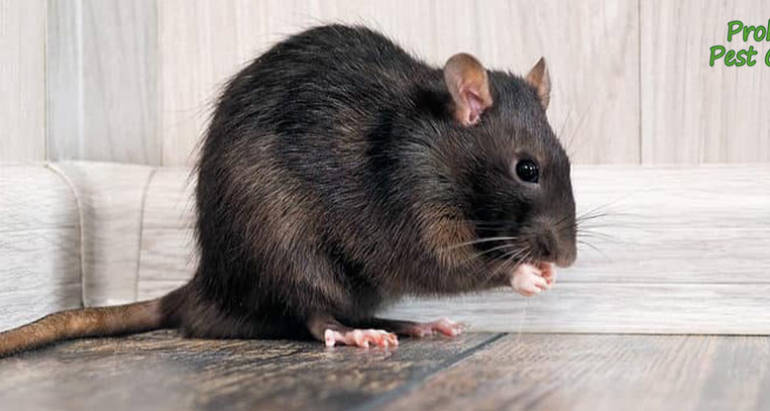 If You Hear Noises in Walls, You May Have a Rodent Infestation