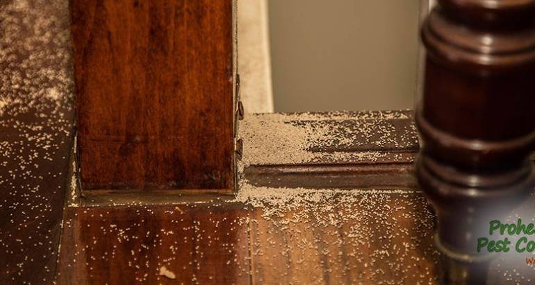 Subterranean Termite Treatment: How to Deal with Termites on Your Property