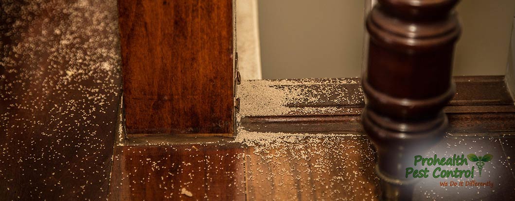 Subterranean Termite Treatment: How to Deal with Termites on Your Property