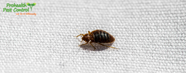 How to Identify Bed Bugs: Insects that Look Like Bed Bugs