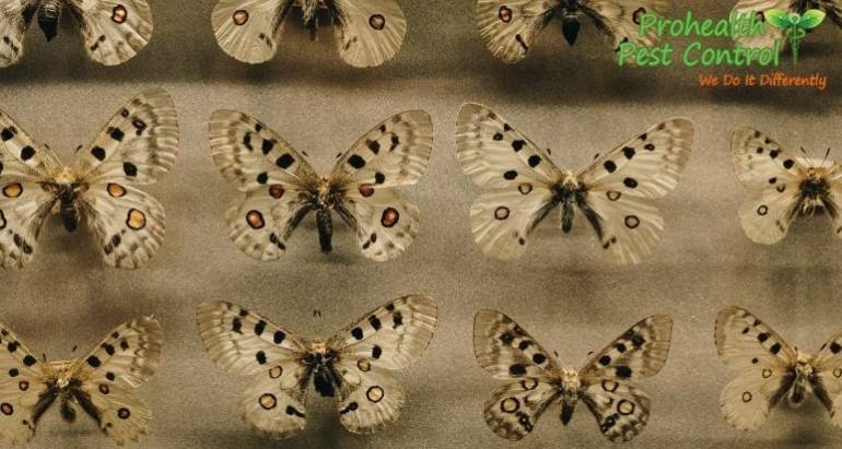 How to Prevent Moths from Infesting Your Property