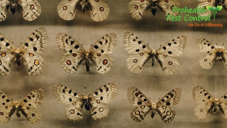 How to Prevent Moths from Infesting Your Property