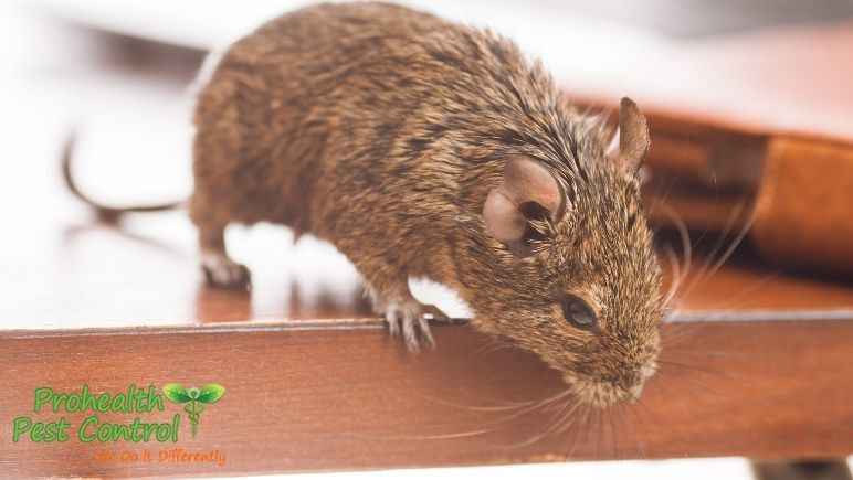 Why Commercial Rodent Control is Necessary for Employee Safety