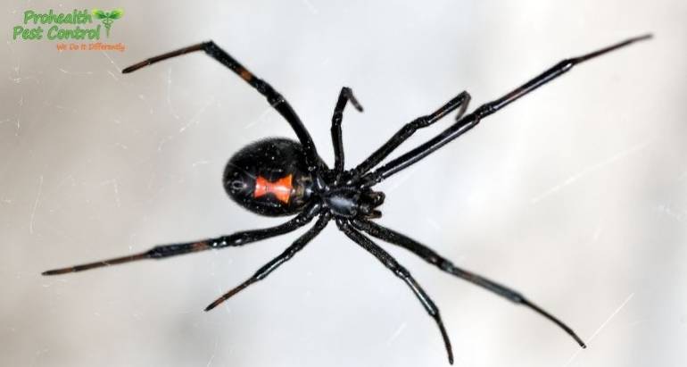 6 Black Widow Spider Facts to Keep in Mind