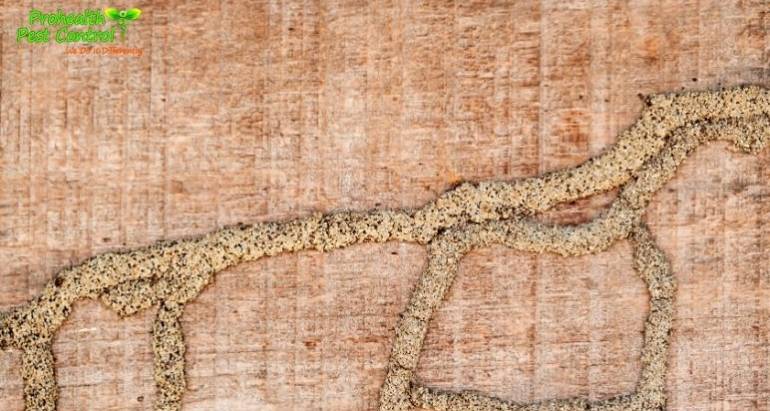 What is the Most Effective Drywood Termite Treatment?