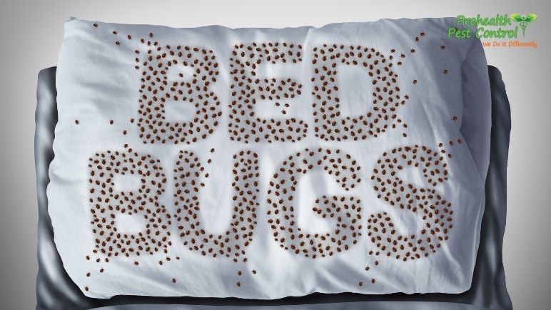 Heat Bed Bug Treatment: How Does this Treatment Kill Bed Bugs?