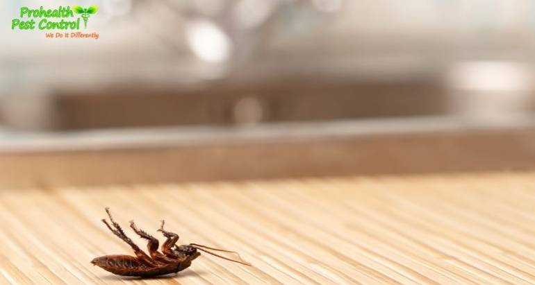 How to Get Rid of Cockroaches in Kitchen Cabinets