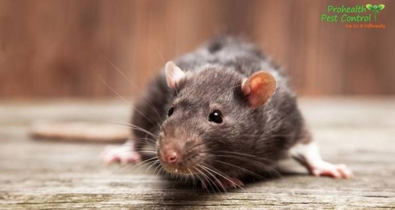 How to Get Rid of Rats in Your Home Fast