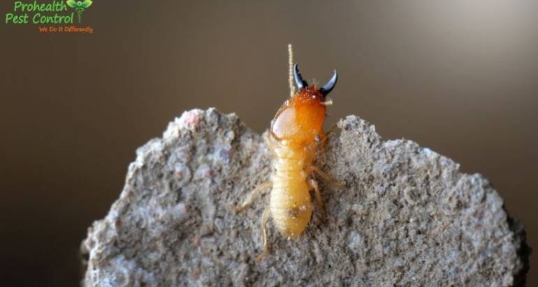 Organic Termite Control: How Organic Pest Control Can Eliminate Termites
