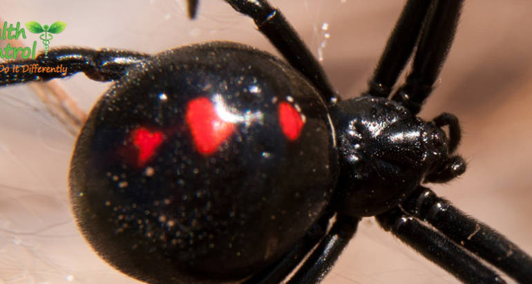 What to do if You Have a Black Widow Infestation