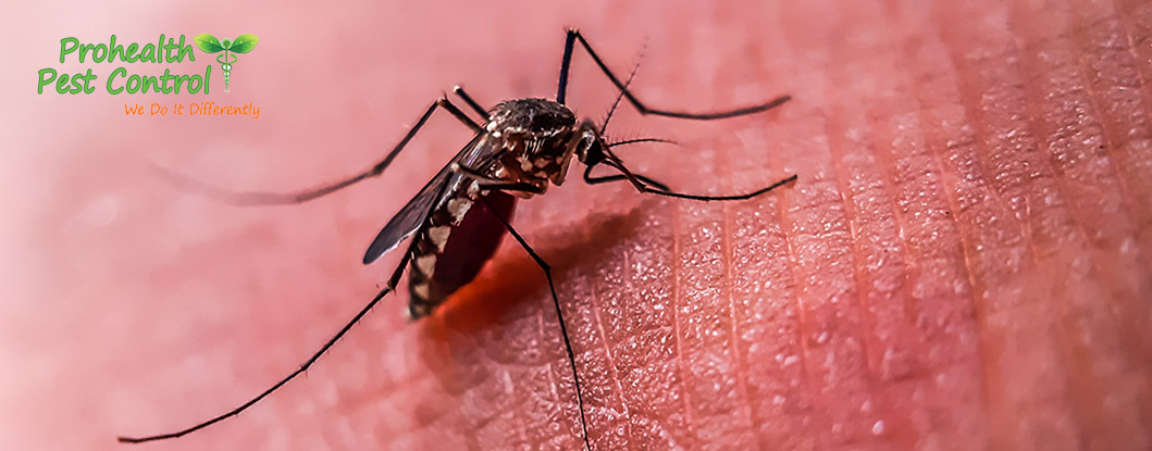 How to Keep Mosquitoes Away from Your Property During the Summer