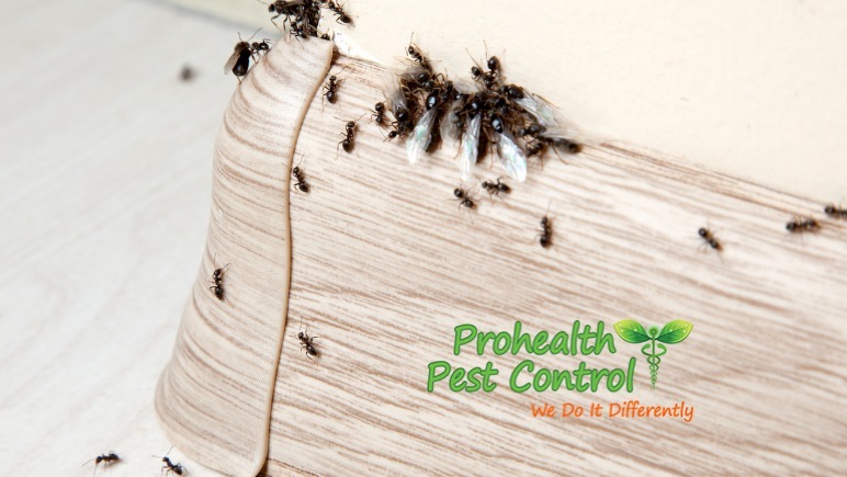 What-Kind-of-Damage-can-Florida-Carpenter-Ants-Cause_72.jpg