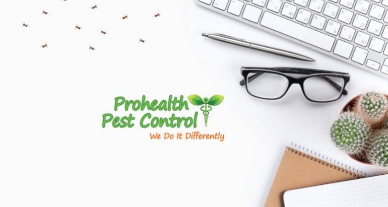 Commercial Pest Control Methods to Implement in Your Office