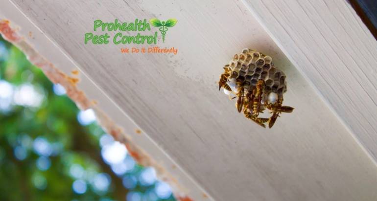 Common Types of Pests Found on Commercial Properties