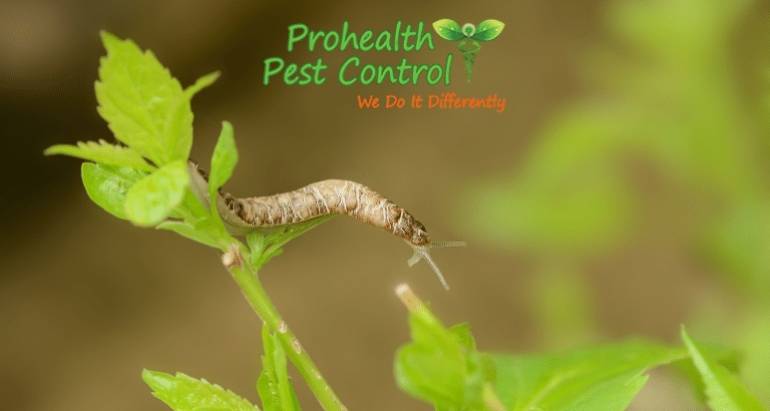 Green Pest Control: How to Deal with a Slug Infestation in Your Garden