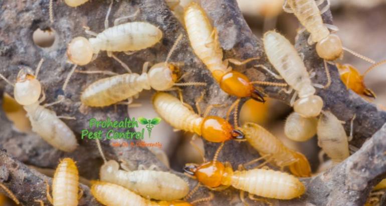 Tentless Termite Treatment: How does it Work?