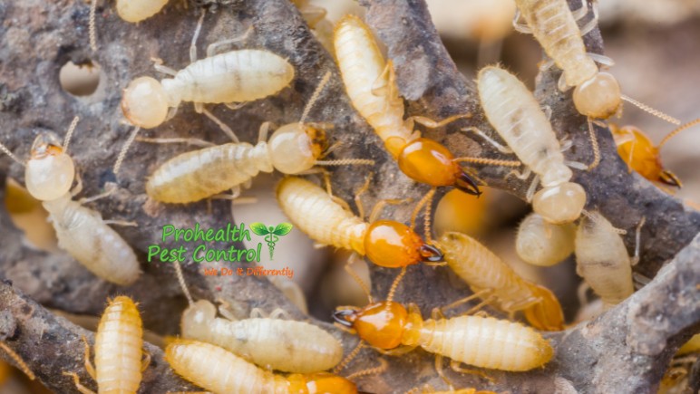Tentless-Termite-Treatment_-How-does-it-Work.jpg