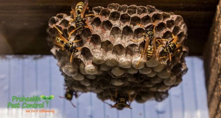 How to Prevent Wasp Nests and Wasps on Your Property