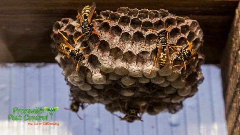 How-to-Prevent-Wasp-Nests-and-Wasps-on-Your-Property.jpg